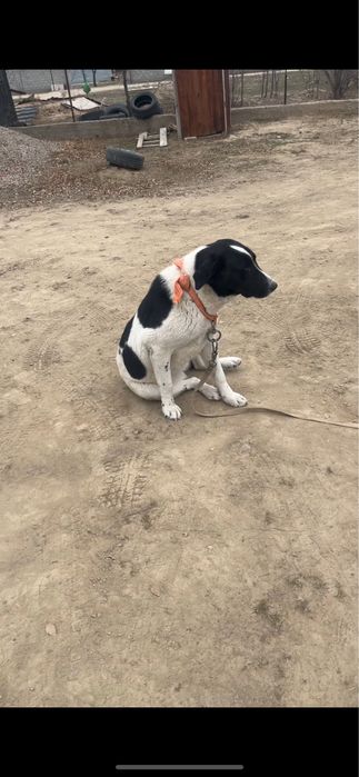 Ұрғашы Алабай ит