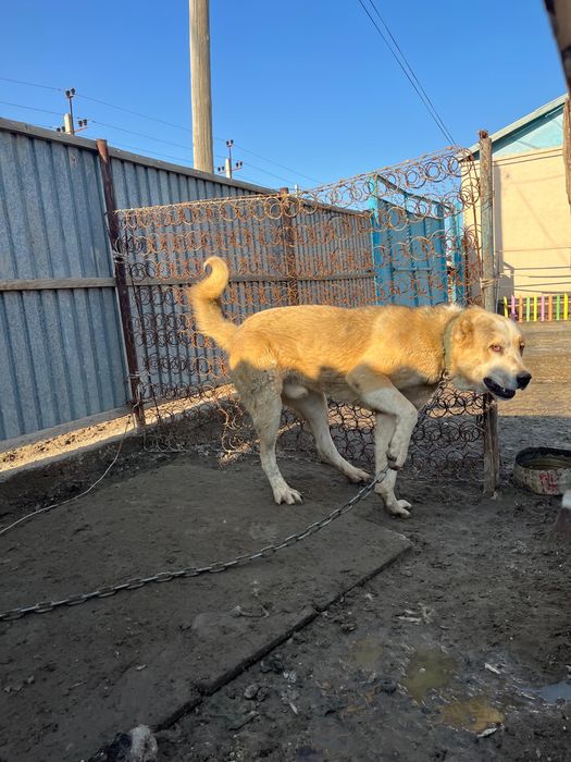 Алабай , еркек ит сатылады, ақылды, ірі,