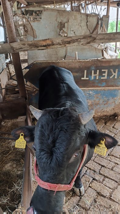 Buqa sotiladi tanujoni sog' yeb ichishi zor