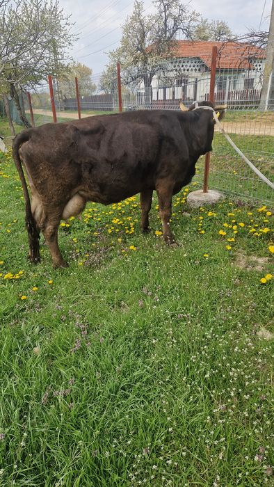 Vaca de vînzare mai multe detali la tel