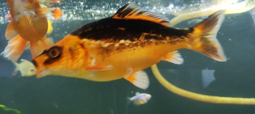 Рыбки аквариумные..  срочно ..