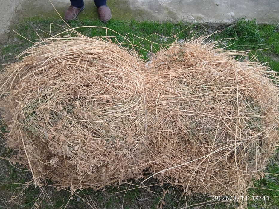 Beda Vagʻli kotta qilib boylangan ichi yam yashil chirimagan 200 ta