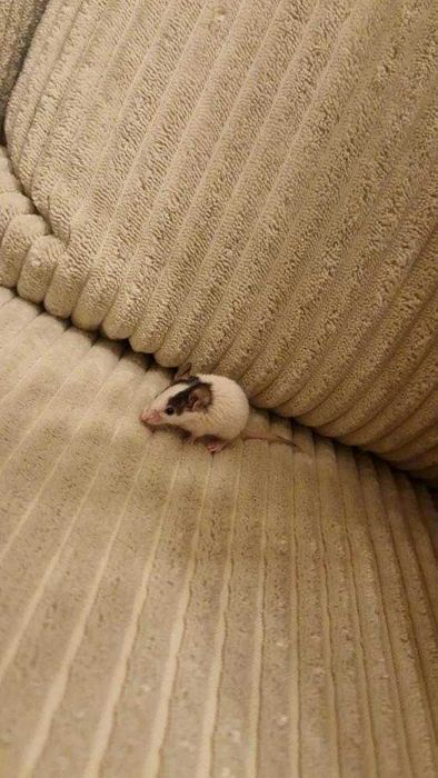 Мини мишка Панда