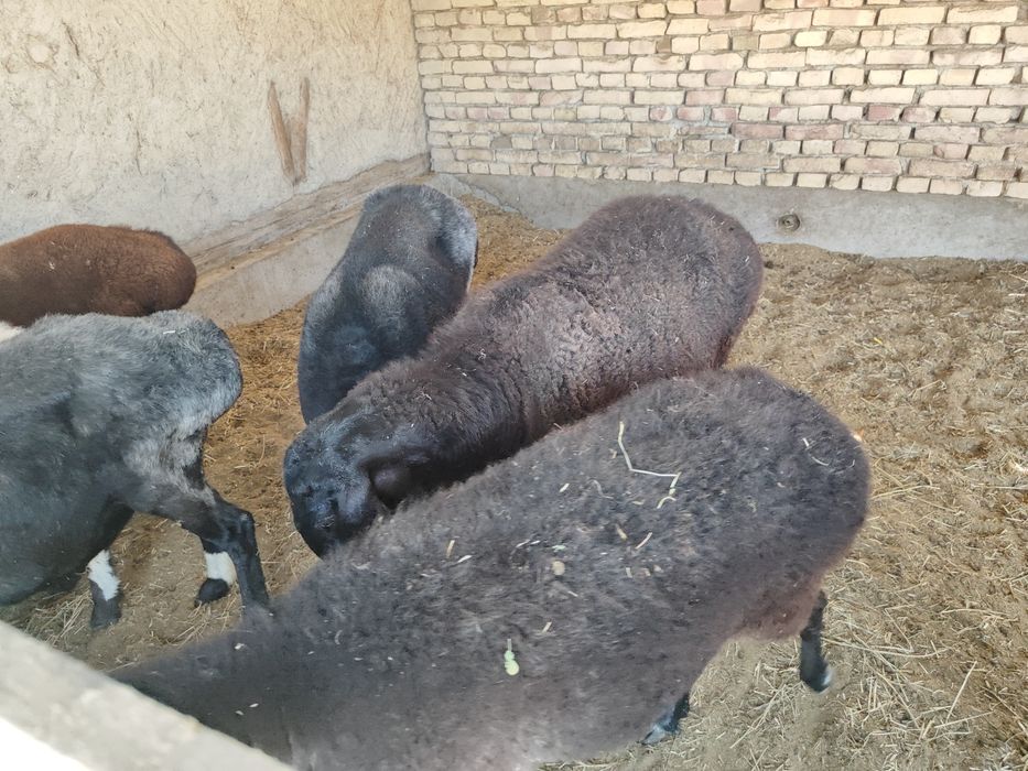Bogoz qoylar sotiladi