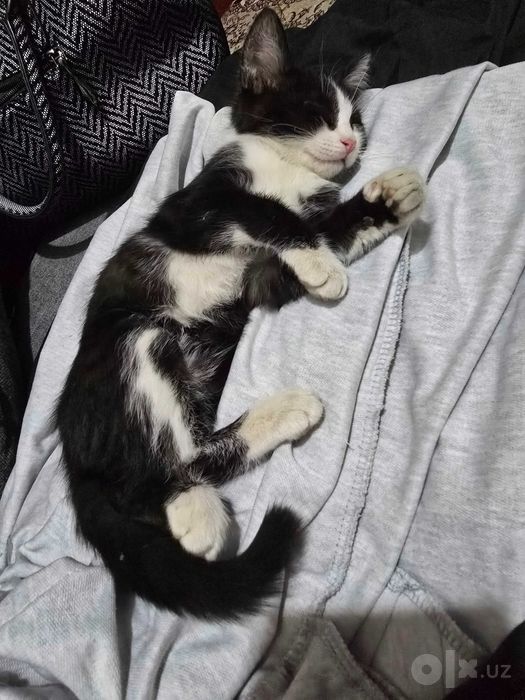 Отдам котенка даром