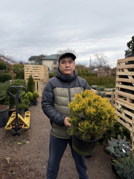 Озеленение участка под ключ