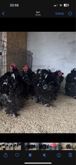 Cocoși si gaini Cochin China uriaș