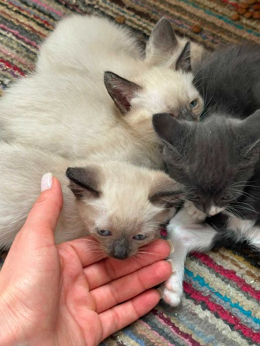 Котята в хорошие руки