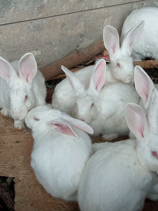 Оппок куёнлар бор 150000 Минг сумдан