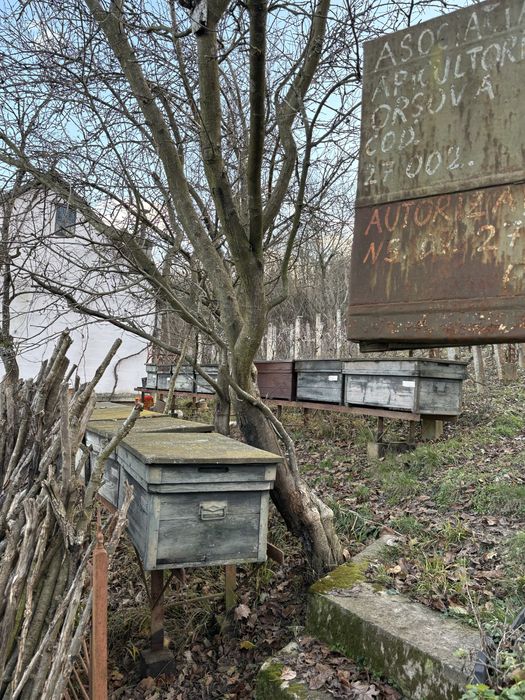 Stupi albine de vanzare