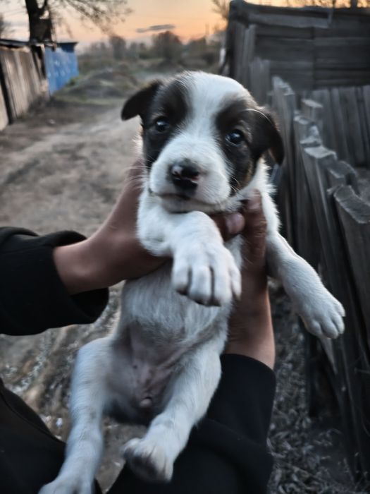 Одаём щенка бесплатно