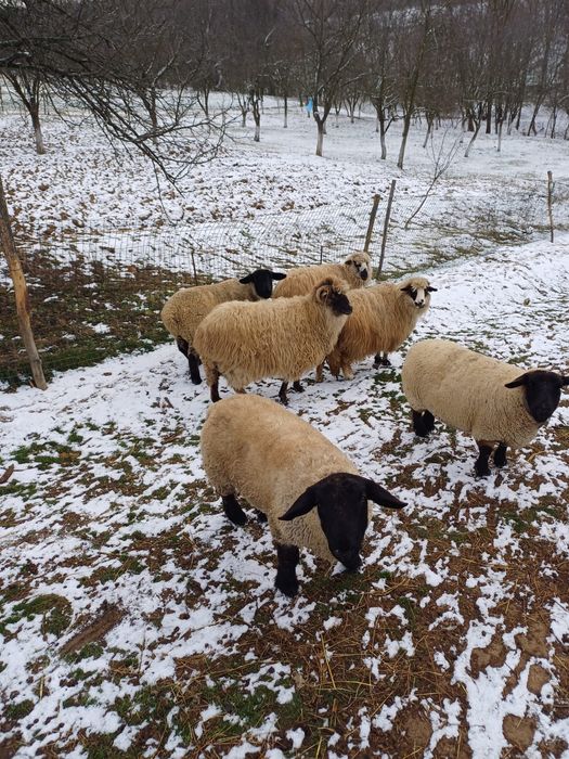 Vand oi Suffolk si țurcane
