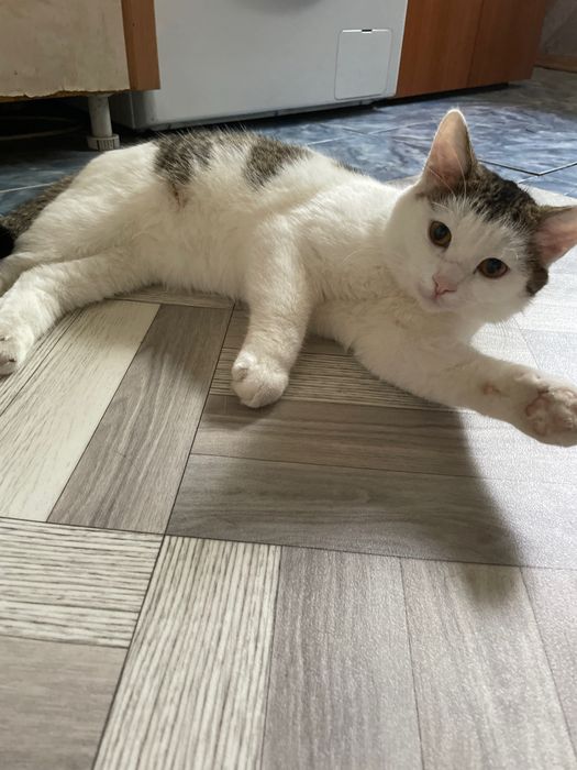 отдам котика в хорошие руки