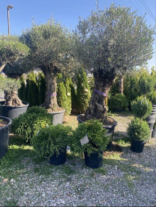 Vand plante ornamentale , maslini maturi de o înalta calitate
