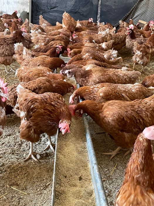 Găini ouătoare Isa Brown retail & angro, Iasi,Suceava,Botoșani!