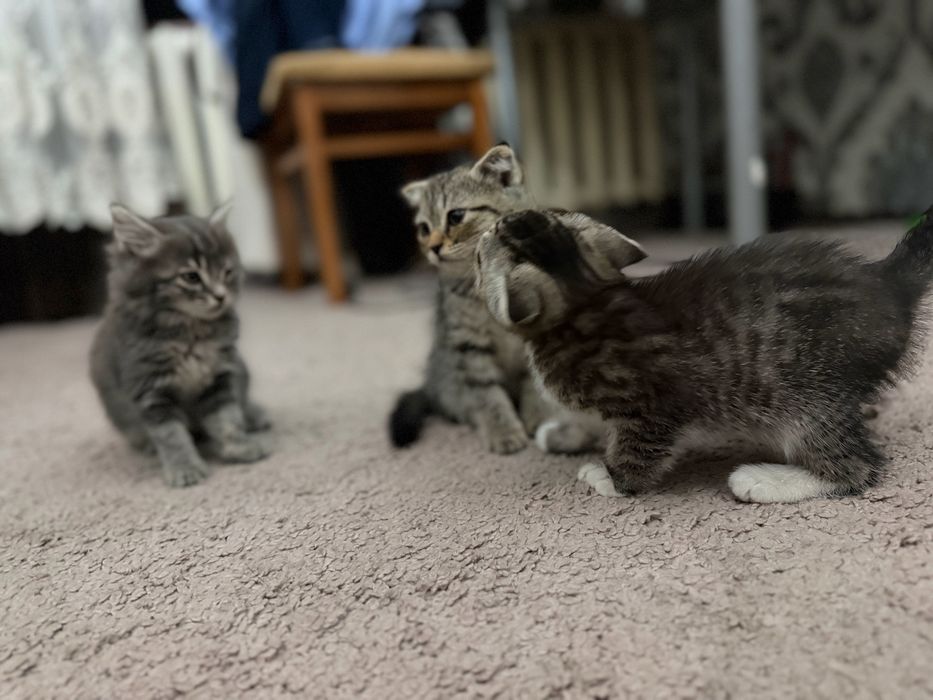 Navoiy shahrida scottish fold mushuklari sotiladi