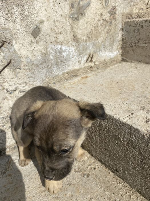 Бесплатно собака щенка  Тегін  гушік бар