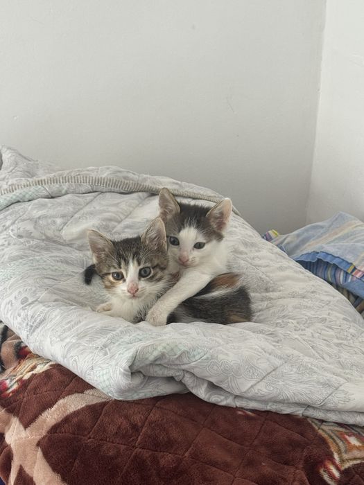 марғаулар ьеріледі