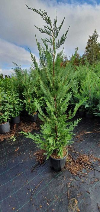 Leylandii de diverse dimensiuni
