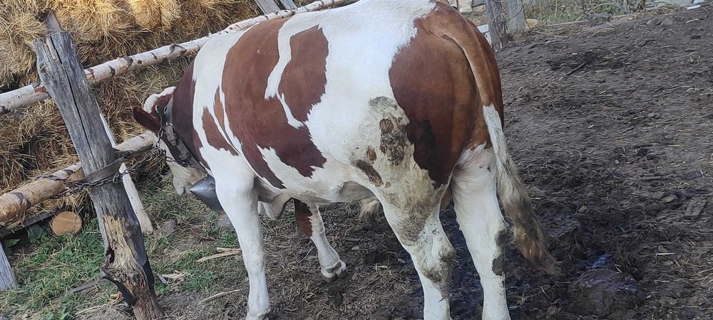 Taur de vanzare bun de monta