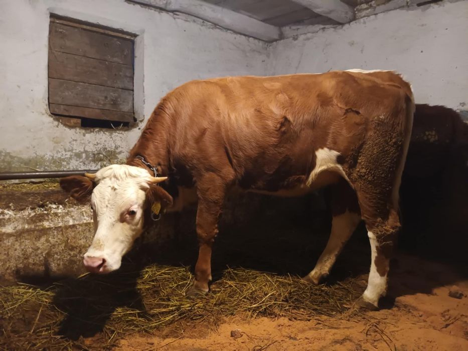 Vând doua jurinci mari de un an jumate din mame bune de lapte