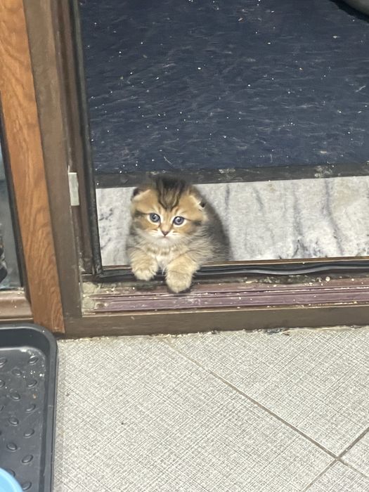 ПОРОДИСТЫЕ КОТЯТА 1 МЕС. скоттиш-фолд скоттиш-страйт, хайленд-страйт