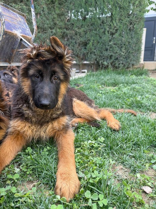 Продаются щенки длинношерстной немецкой овчарки.