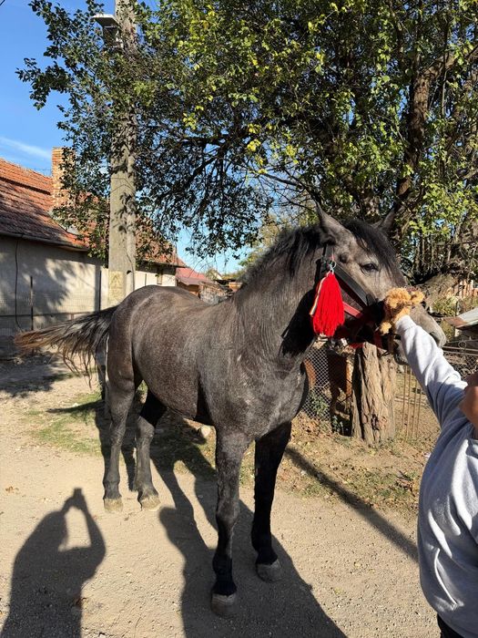 Vad mânză de doi ani sură