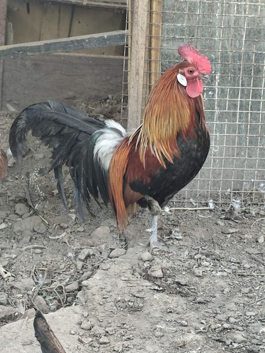 Продам петухов финские
