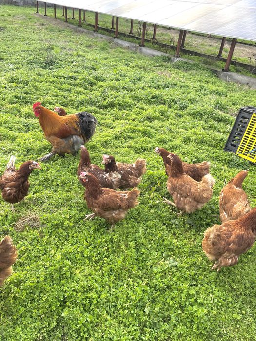 Кокошки носачки за яйца