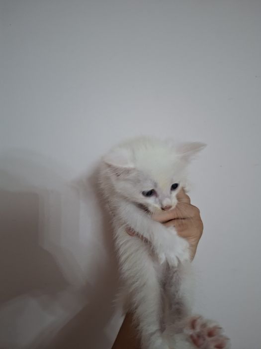 Отдам котят в хорошие руки бесплатно