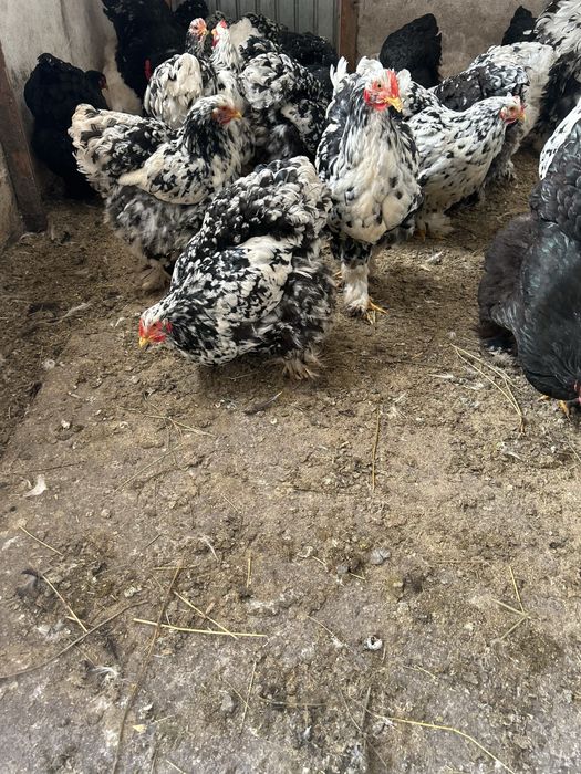 Gaini brahma tineret