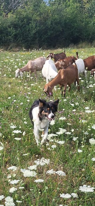 Capre saanen,anglonubian,metiss,iezi