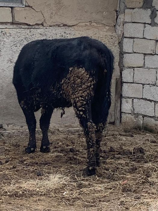 Ірі қара малдар сатылады.