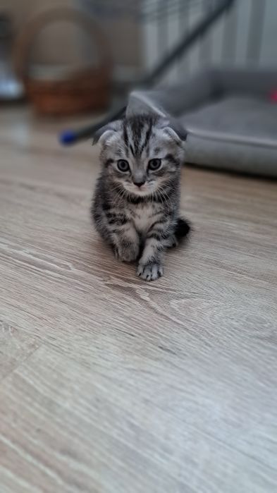 Продам шотландского котенка