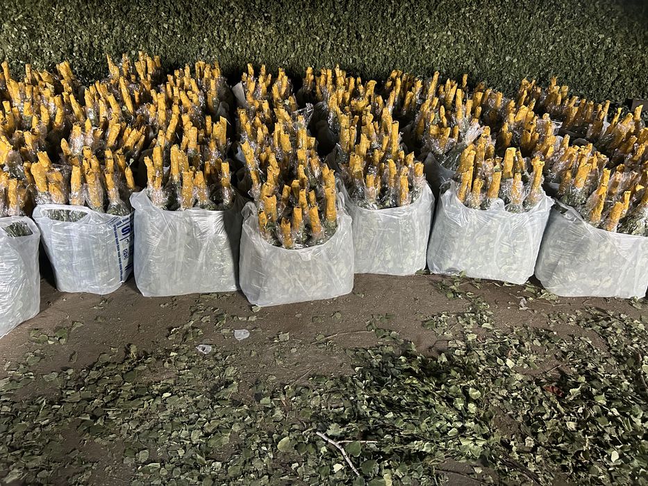 береза веник 500 тг