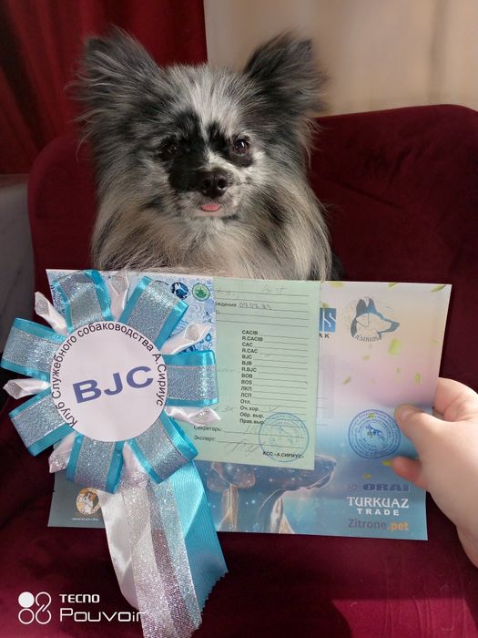 Очень красивый выставочный кобель 1,5г с документами.Юный Чемпион РК