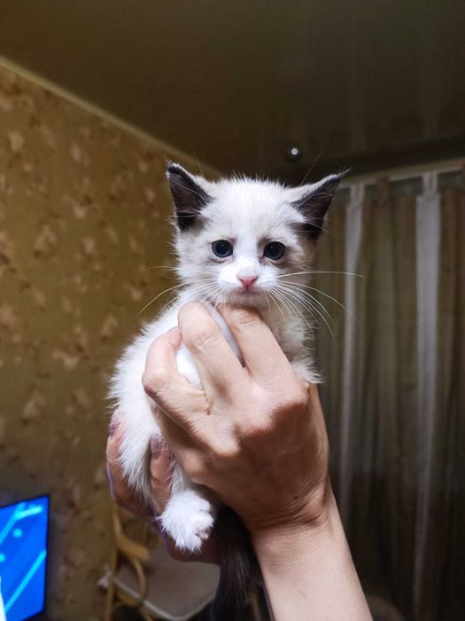 Котята, миленькие