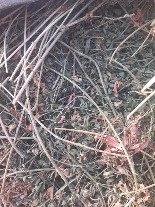 Сено, клевер       .