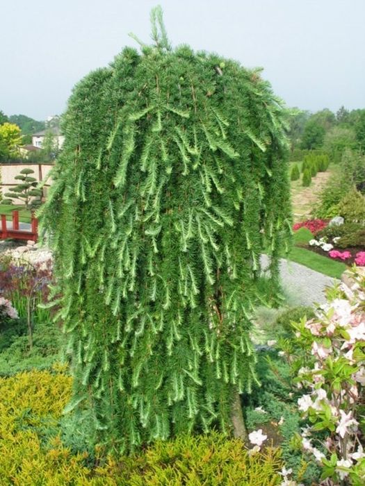 Larix Plângător.