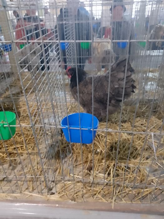 Oferta familie australorp!