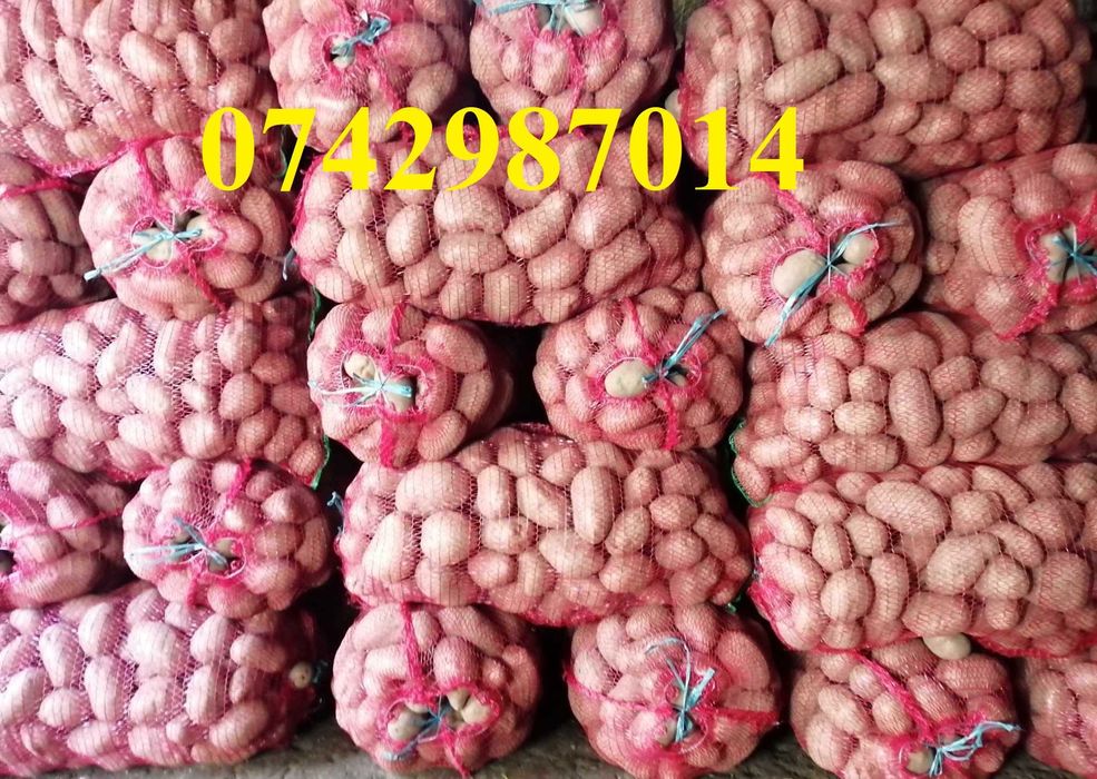 Vând cartofi roși, mari și sămânță!