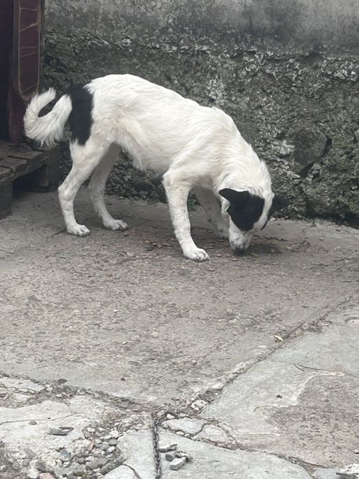 Oferim catei sub 8 lunii