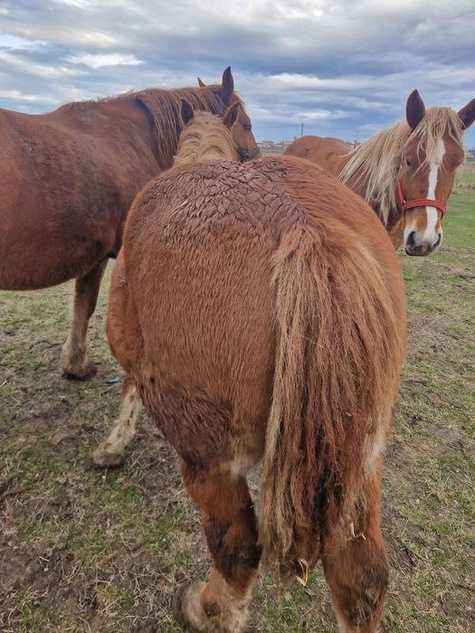 Vând mânz, de 9 luni