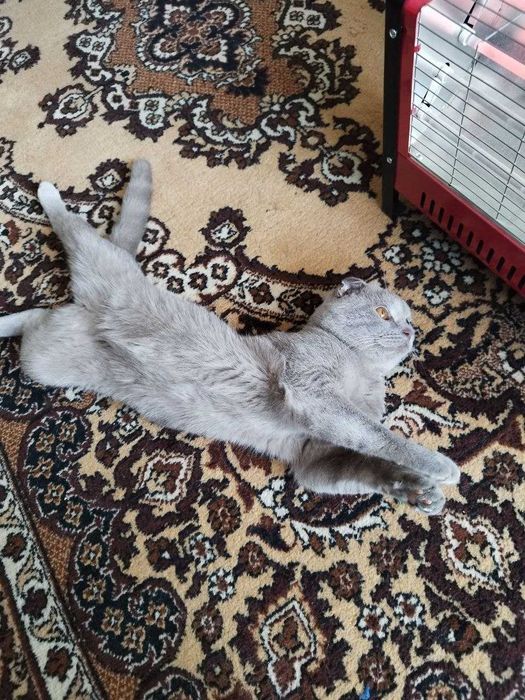 продаётся кот вислоухий