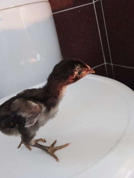 Цыплята и яйца чистокровных О Шамо и Ганой