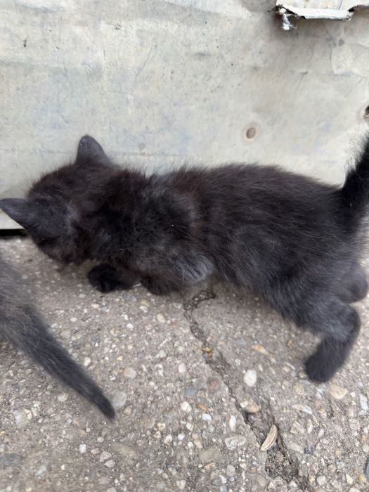 Donez 3 puiuți de pisică!