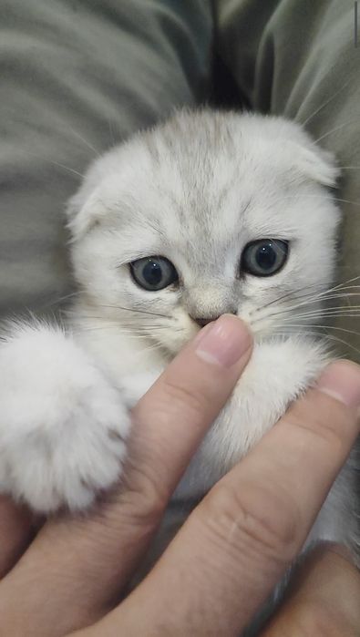 Scottish Fold 2 oylik