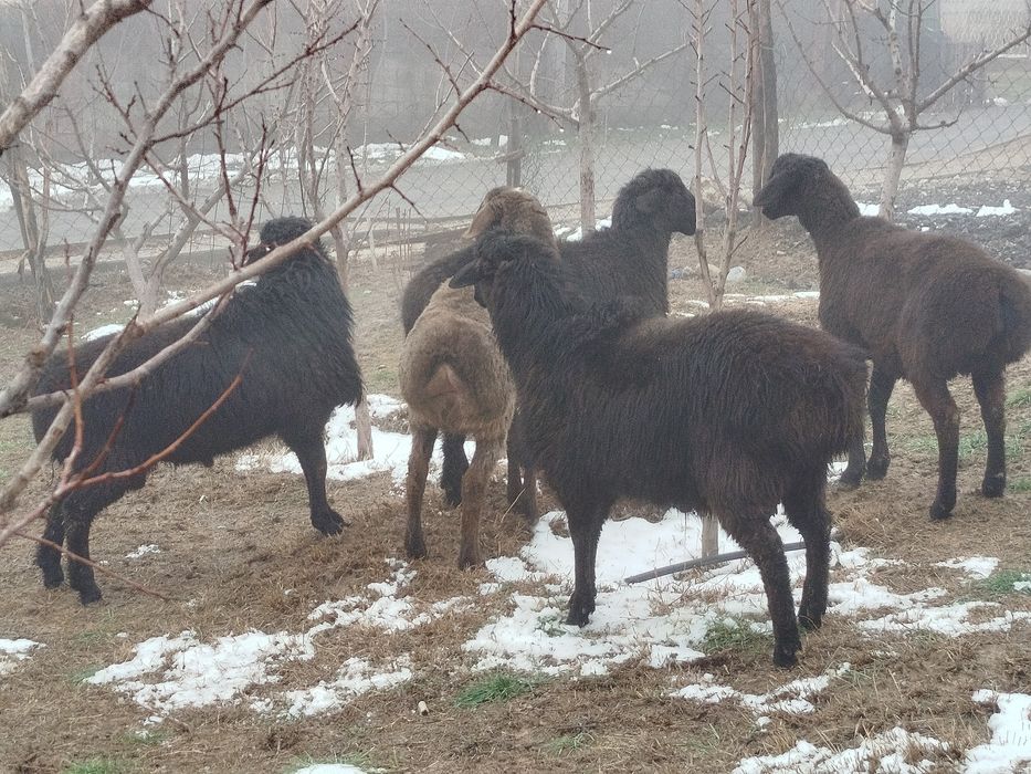 Кошкар Бордакы  кой