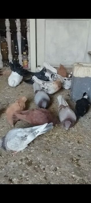 бакинские голоногие белые голуби